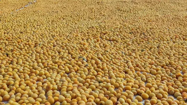 <p>Kayısı hasadı yapıldı Malatyalılar için patik sezonu başladı</p>