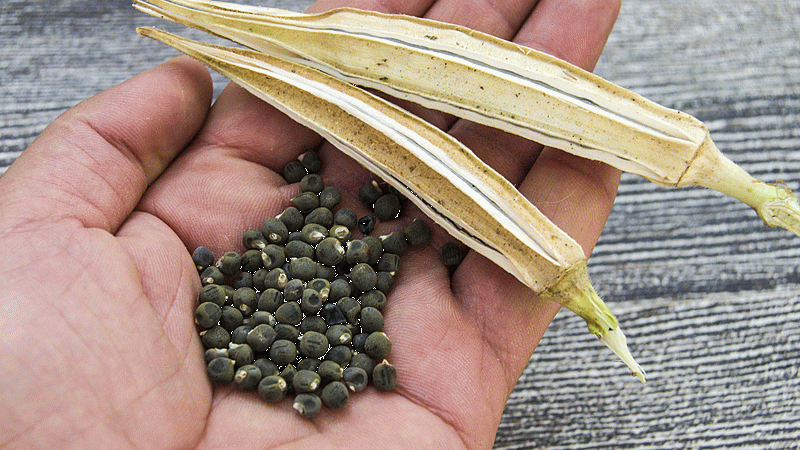 <p>-Bazı araştırmalar, bamya tohumlarının kan şekerini düzenlemeye yardımcı olabileceğini öne sürmektedir. Bu, özellikle diyabet hastaları için faydalı olabilir.</p>
<p>-Bamya tohumları, iltihap karşıtı özelliklere sahip olabilir ve bu özellikler, eklem ağrılarını veya iltihaplı hastalıkları yönetmede yardımcı olabilir.</p>
<p>-Yüksek lif içeriği, kötü kolesterolü (LDL) düşürmeye yardımcı olabilir ve kalp sağlığını destekleyebilir.</p>
<p>-Bamya tohumları, cilt sağlığını destekleyen vitaminler ve mineraller içerir. Bu, cilt elastikiyetini artırabilir ve yaşlanma belirtilerini azaltabilir.</p>