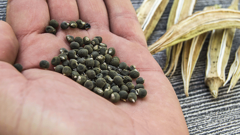 <p>Bamya tohumu, kireçlenme (osteoartrit) gibi iltihaplı eklem hastalıklarının yönetimine yardımcı olabilecek bazı özelliklere sahip olabilir. İşte bamya tohumunun kireçlenme üzerindeki potansiyel etkileri:</p>
<p>-Bamya tohumları, antioksidanlar ve anti-inflamatuar bileşenler içerir. Antioksidanlar serbest radikallerle savaşarak hücresel hasarı azaltabilir, anti-inflamatuar bileşenler ise eklemdeki iltihabı ve ağrıyı hafifletebilir.</p>