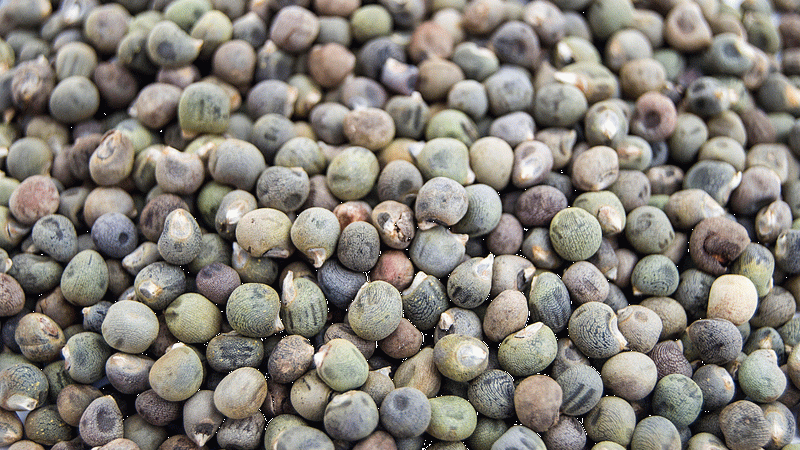 <p>-Bamya tohumları cilt sağlığını destekleyici özelliklere sahip olabilir, bu da eklem sağlığını dolaylı olarak etkileyebilir. Cilt sağlığının iyi olması, eklem bölgelerindeki iltihaplanmayı ve ağrıları hafifletebilir.</p>
<p>Tüm bunlarla birlikte konuya ilişkin mutlaka doktor ve uzman tavsiyesi almak önem arz ediyor.</p>