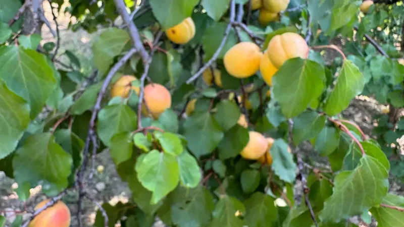 <p>Dünyanın kayısı başkenti olarak bilinen Malatya’da bazı bölgelerde kayısı hasadı başladı. Dünyadaki kuru kayısı üretiminin büyük bölümünün yapıldığı kentte 2024 yılı tahmini kuru kayısı rekoltesinin 107 bin tonun üzerinde olması bekleniyordu.</p>