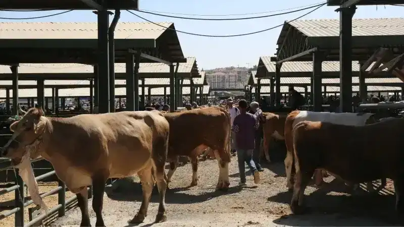 <p>İşte cevabı:</p>
<p>Tüm Türkiye’de olduğu gibi Malatya’da da Kurban Bayramı’nın ilk gününde bayramlıklar giyildi, bayram namazına gidildi, bayramlaşmalar yapıldı, bayram kahvaltıları yapıldı, şekerler toplandı, kurbanlar kesildi.</p>
<p>Kurbanlar bayramın üçüncü gününe kadar kesilmeye devam edecek.</p>