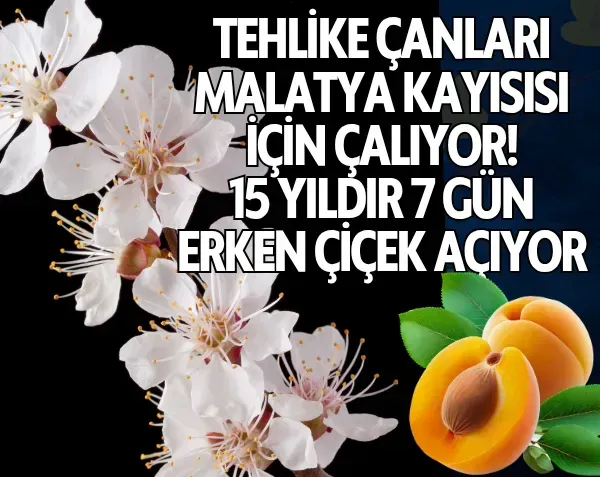 <p>Tehlike çanları Malatya kayısısı için çalıyor! 15 yıldır 7 gün erken çiçek açıyor</p>