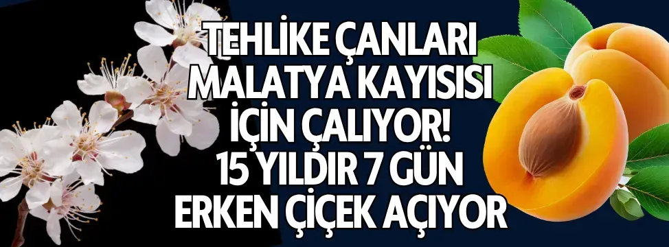 <p>Tehlike çanları Malatya kayısısı için çalıyor! 15 yıldır 7 gün erken çiçek açıyor</p>