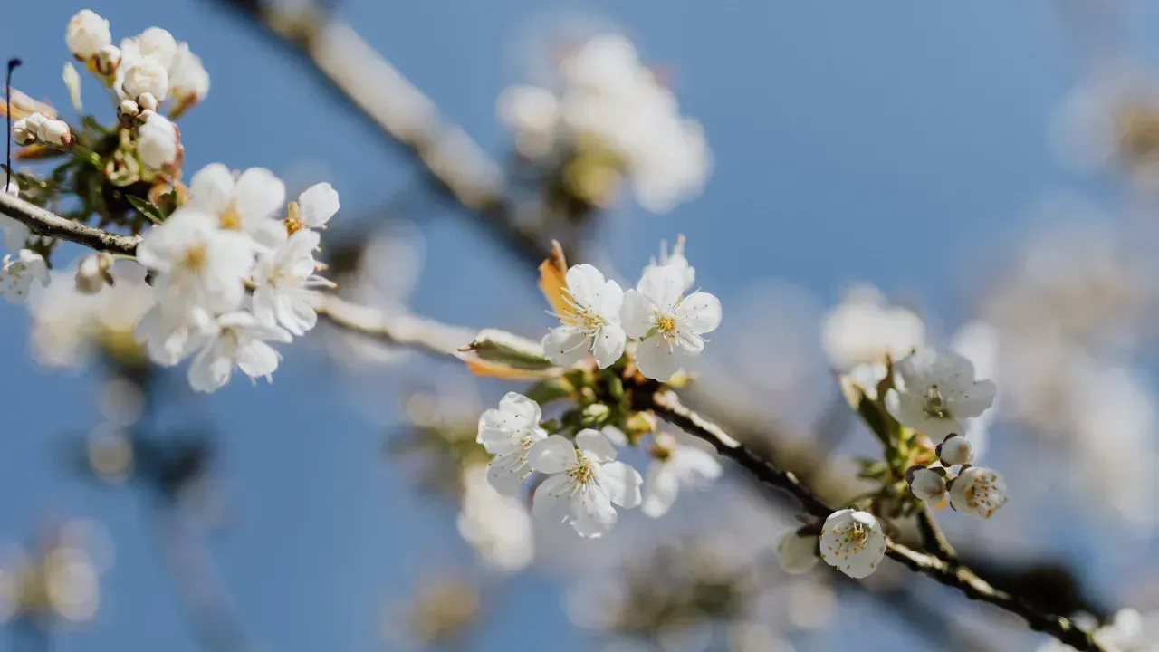 <p>Prof. Dr. Asma, son 15 yılda kayısıların yaklaşık 7 gün daha erken çiçek açtığını, bu durumun ilkbahar donu riskini artırdığını açıkladı. Dünya sıcaklığının 1,5°C eşiğini aşmasının kayısı gibi hassas türler için tehdit oluşturduğunu söyleyen Asma, uyarıda bulundu. Prof. Asma’nın ifadelerine göre, yüksek sıcaklıklar ve yetersiz sulama da çiçek kalitesini olumsuz etkiliyor.</p>