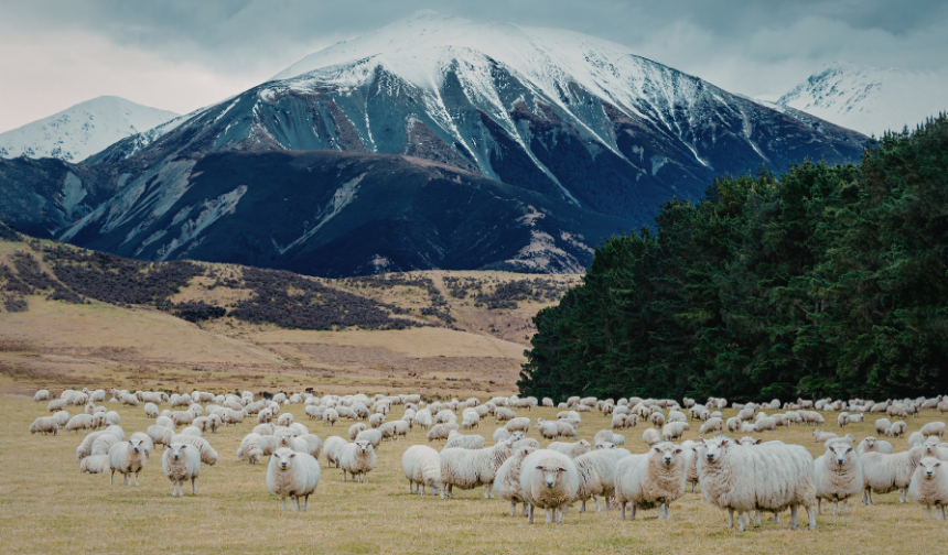 Malatya ve 81 ilde 100 küçükbaş hayvan desteği: Kimler alabilir, şartlar ne?