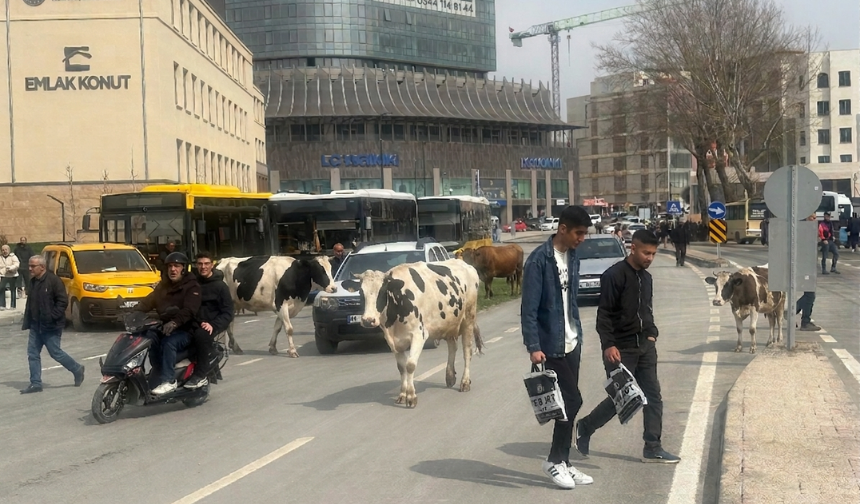 Malatya, Hindistan görüntüsünden kurtulacak; İnekler şehir dışına taşınacak