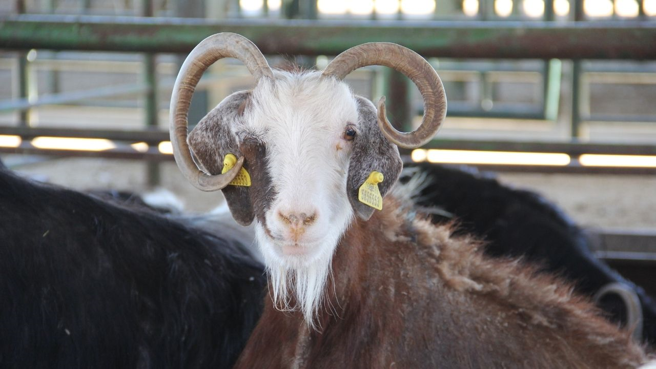 2026 Kurbanlık Fiyatları Ne Kadar (6) Malatyahaber