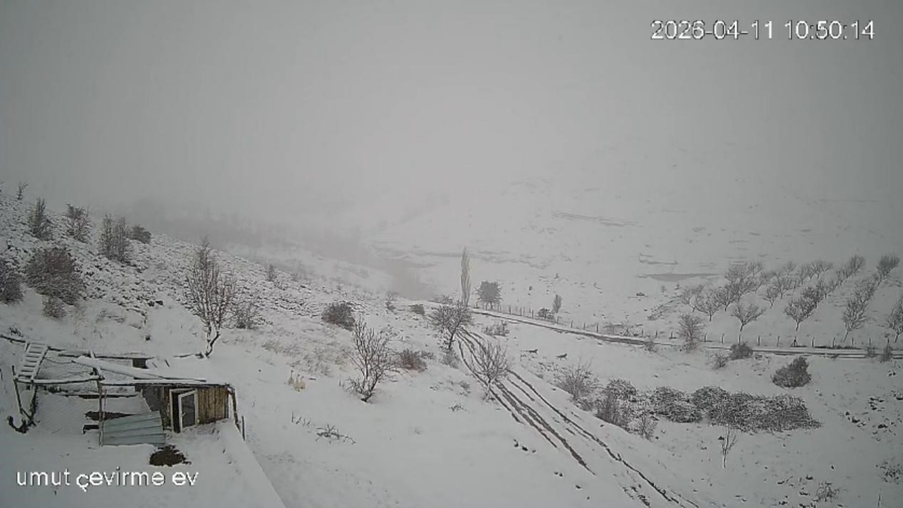 Akçadağ’da Korku Dolu Gece Kurt Sürüsü Köye Indi! (2)