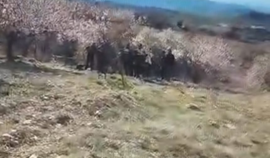 Baskil’de kayısı bahçesine bomba düştü