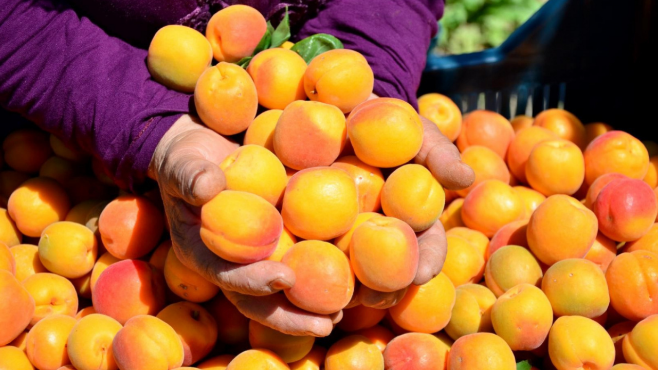 Daha Önce Tescillendi Ab’de Koruma Altındaki 46 Türk Ürünü Içinde Malatya Da Var (2) Malatyahaber