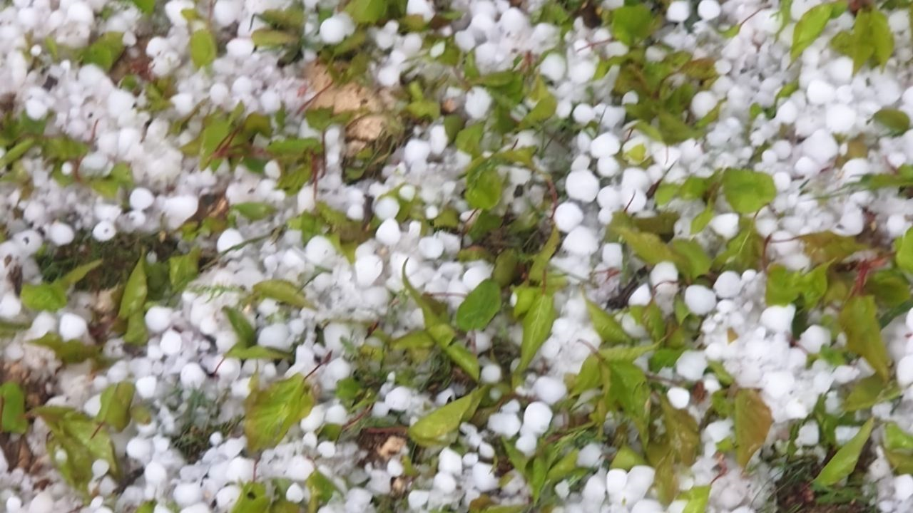 Dondan Kurtuldu Doluya Yakalandı! Kayısıda Yüzde 40 Hasar (1) Malatyahaber