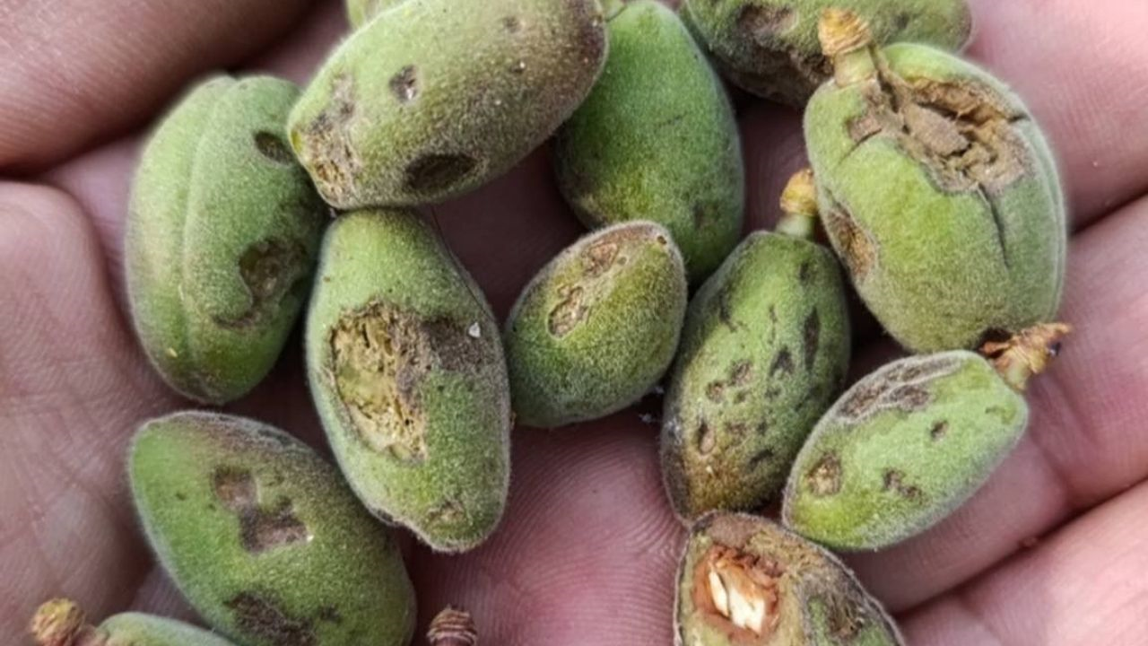 Dondan Kurtuldu Doluya Yakalandı! Kayısıda Yüzde 40 Hasar (2) Malatyahaber