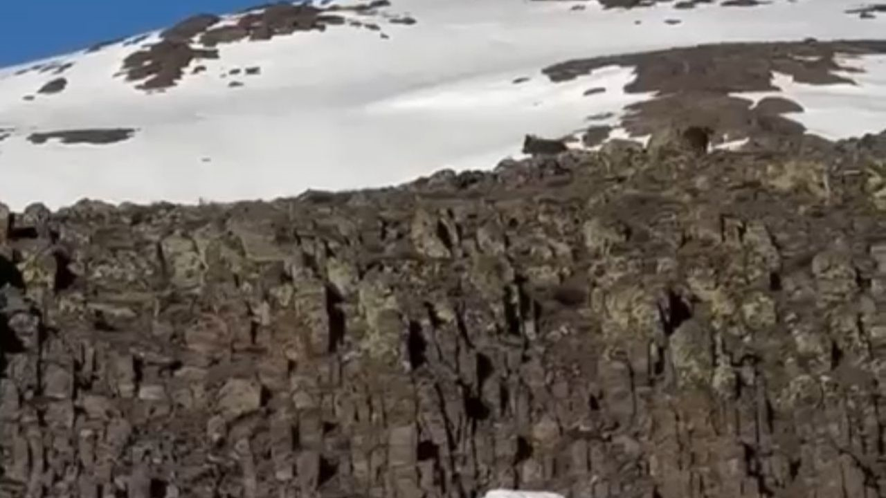 Hekimhan’da Ayı Ailesiyle Tehlikeli Yakınlaşma (1) Malatyahaber