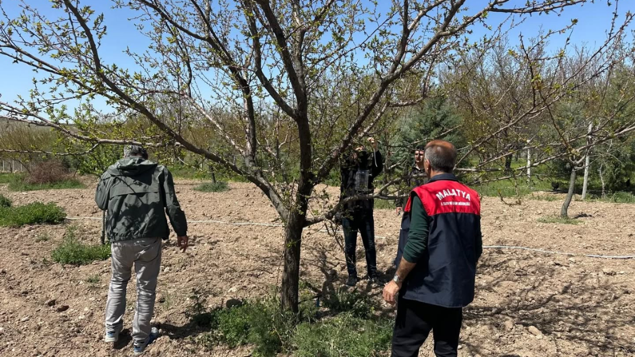Kayısı Bahçelerinde Kokarca Nöbeti (1) Malatyahaber