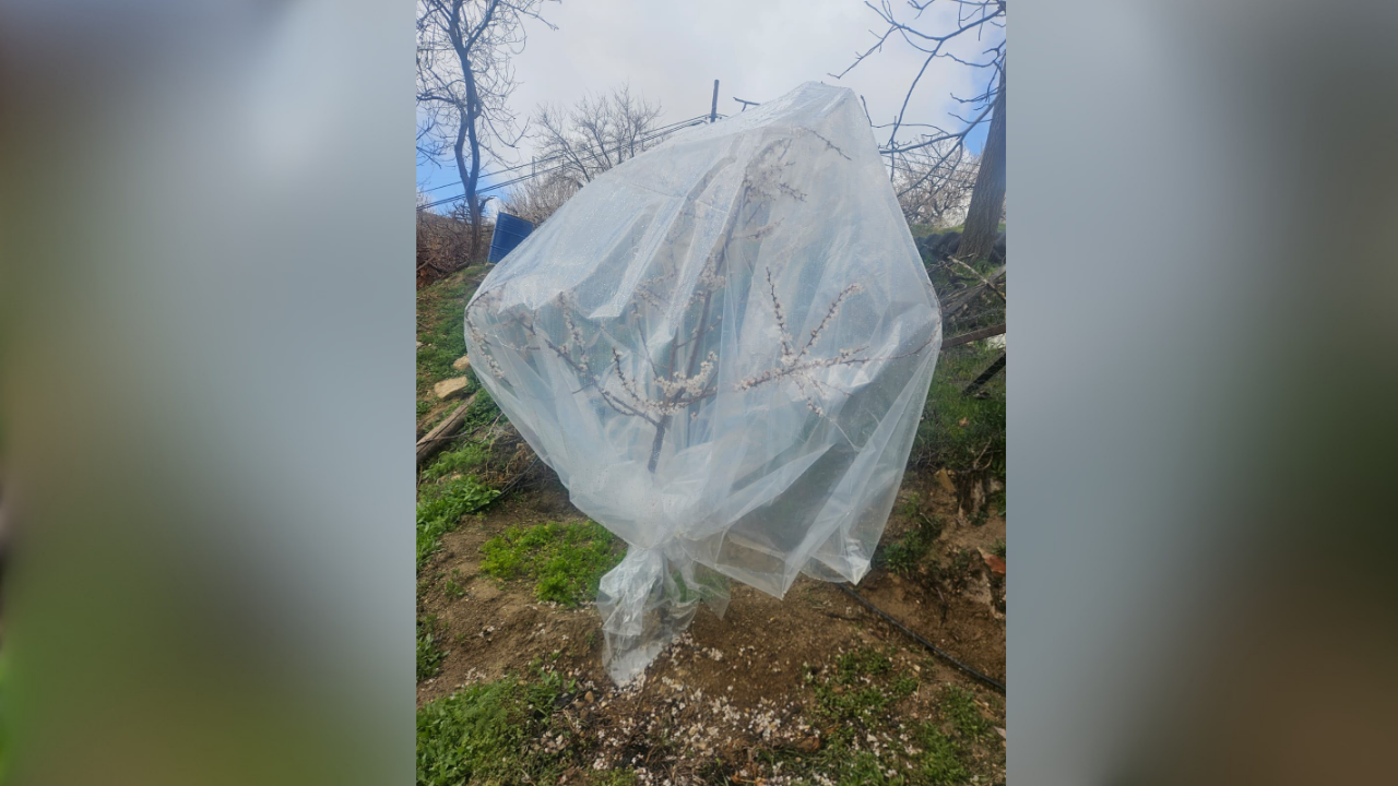 Kayısı Üreticileri Ağaçları Naylonla Sardı (1) Malatyahaber