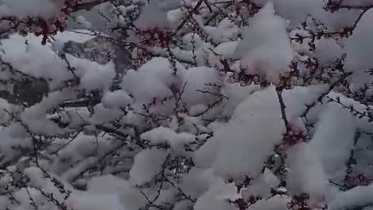 Kayısı Üreticileri Tedirgin! İlkbahar Ortasında Kar Yağışı Etkisini Sürdürüyor (2)