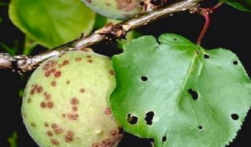 Kayısıda Kanser Tespiti Derhal Temizleyin! (1) Malatyahaber