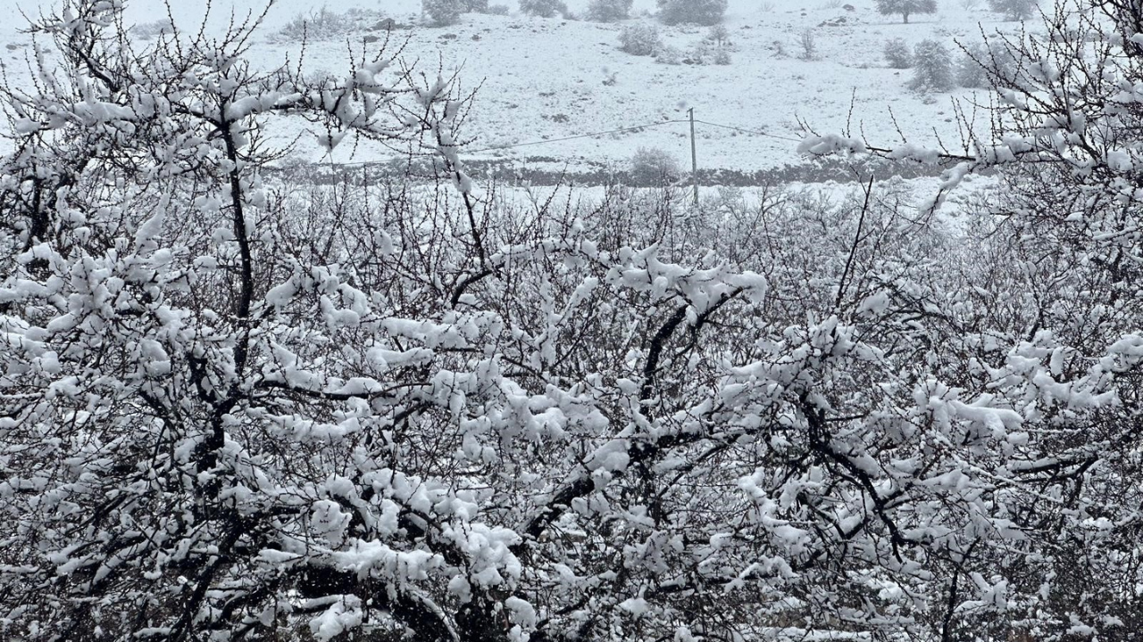 Korkulan Oldu! Malatya’da Kayısı Bahçeleri Kar Altında Kaldı (1) Malatyahaber
