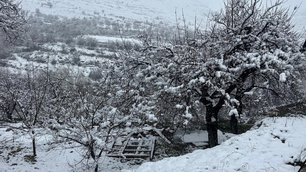 Korkulan Oldu! Malatya’da Kayısı Bahçeleri Kar Altında Kaldı (3) Malatyahaber