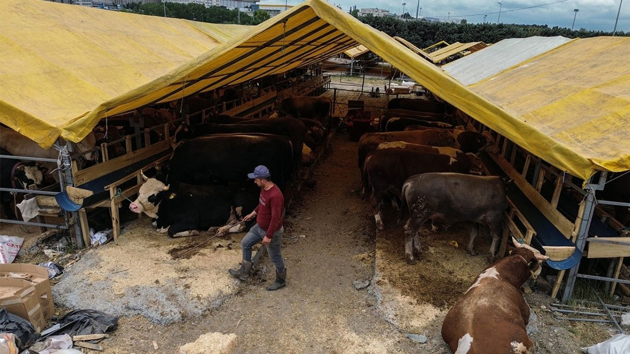 Kurbanlık Satışında Sıkı Denetim! O Hayvanların Satışı Malatya’da Da Yasaklandı (3) Malatyahaber