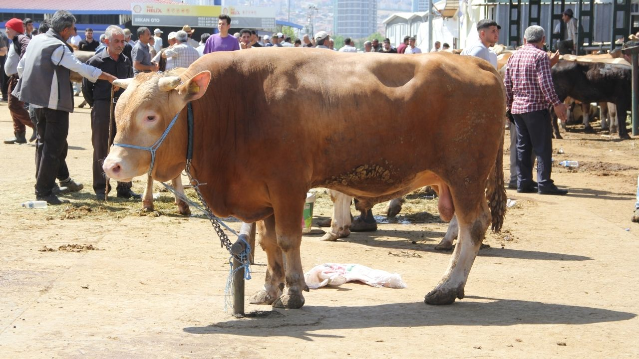 Malatya’da 2026 yılı kurbanlık fiyatları açıklandı
