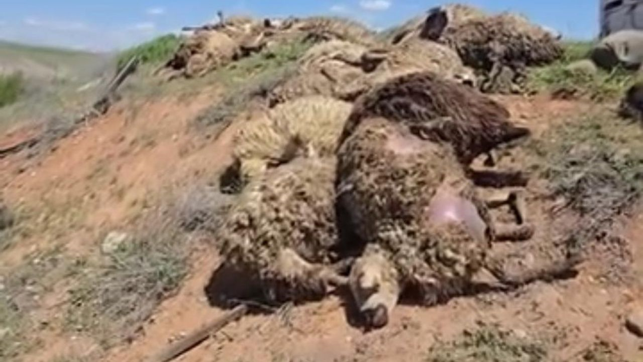 Malatya’da Katliam Gibi Kaza! 80 Tanesi Telef Oldu (2) Malatyahaber