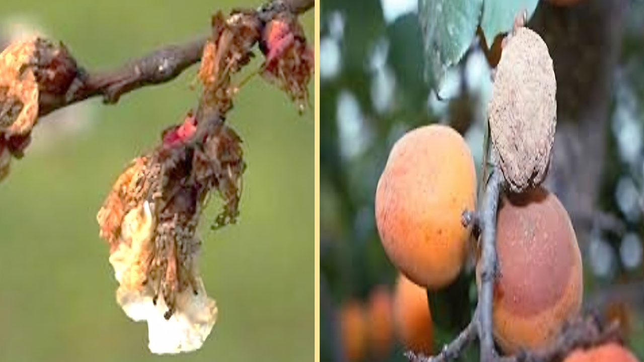 Malatya’nın “Altın Yumurtlayan” Ağaçları Alarm Veriyor! (2) Malatyahaber