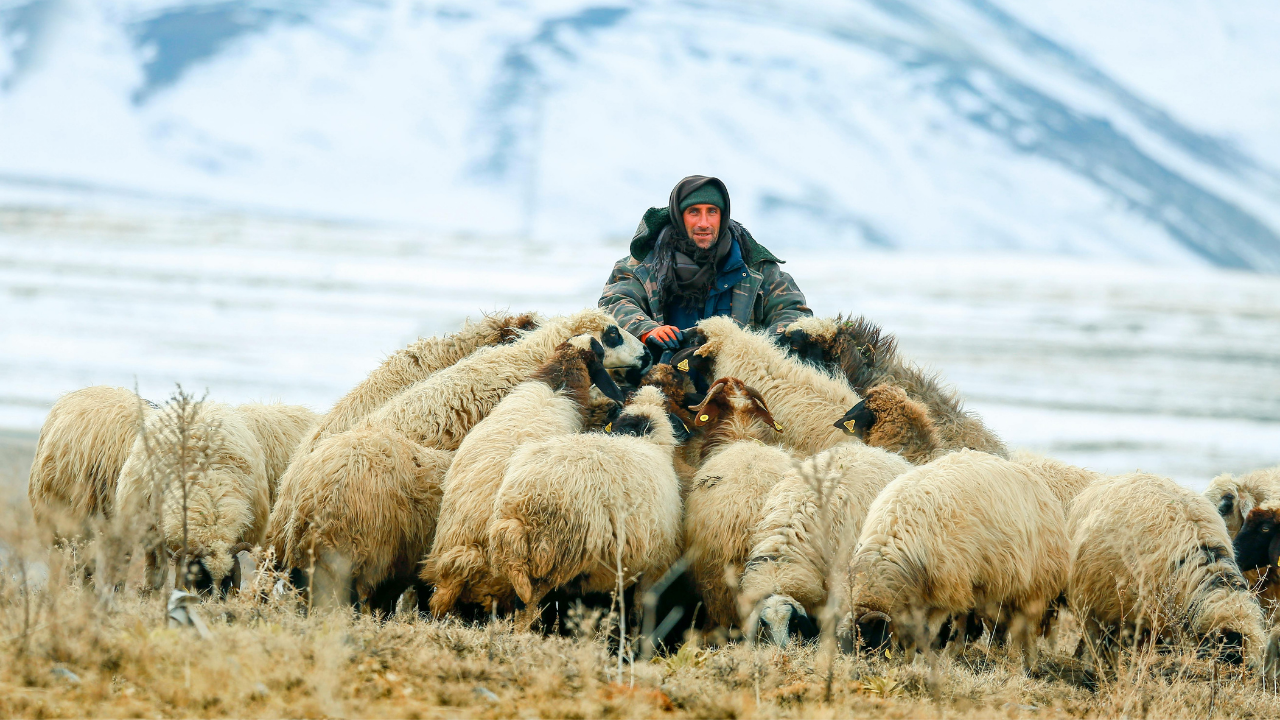 Ne Çadır Ne Baraka! Malatya’da “Lüks Çobanlık” Dönemi (3) Malatyahaber