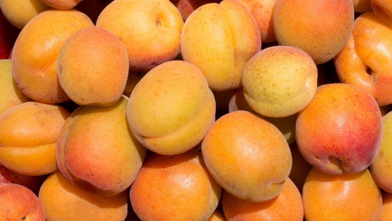 Orta Asya, Malatya’ya Rakip Olabilir Mi Vali Yavuz Son Noktayı Koydu (3) Malatyahaber