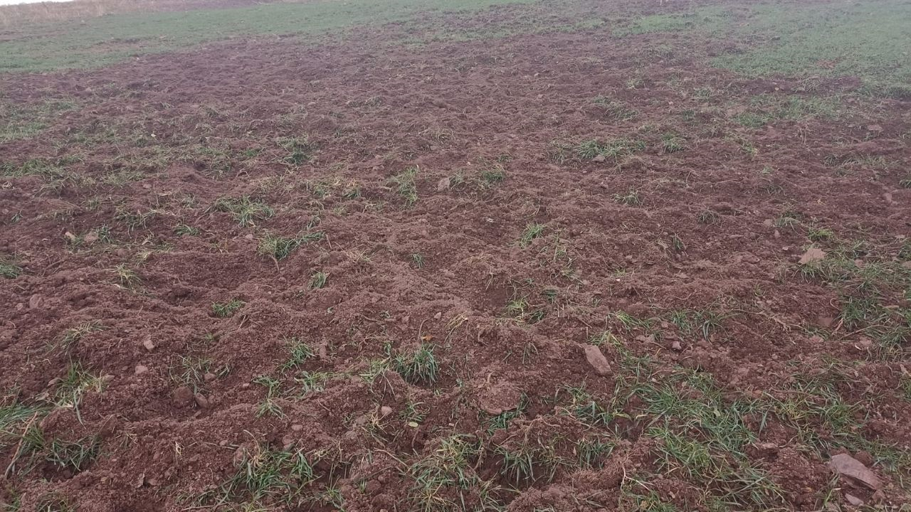 Yaban Domuzu Istilası Pütürge’de Üreticiyi Vurdu (1) Malatyahaber