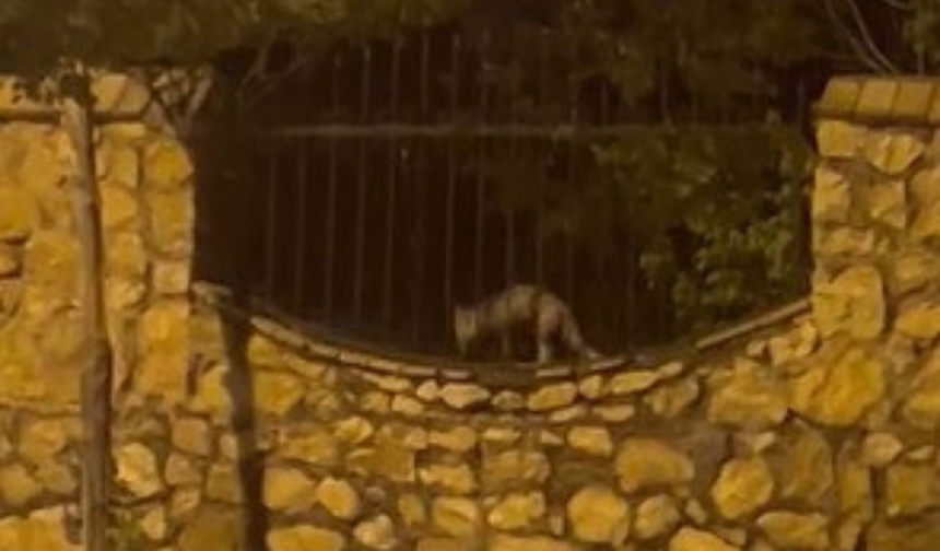 Elazığ’da Bu Kadar Da Olmaz Dedirten Anlar Yaşandı! Yakaladığı Tavuğu Sürükleyerek Götürdü (1)
