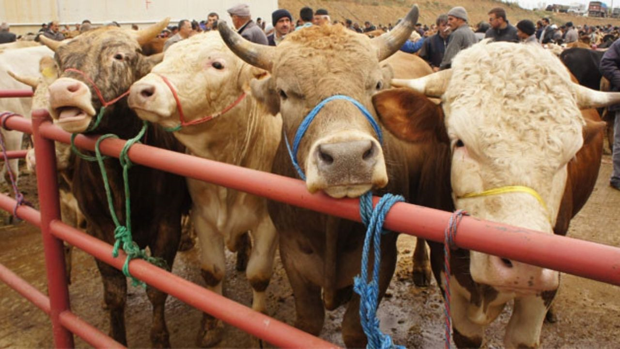 Kurban Alacaklar Dikkat! X Işareti Olanların Satışı Yasak (3) Malatyahaber