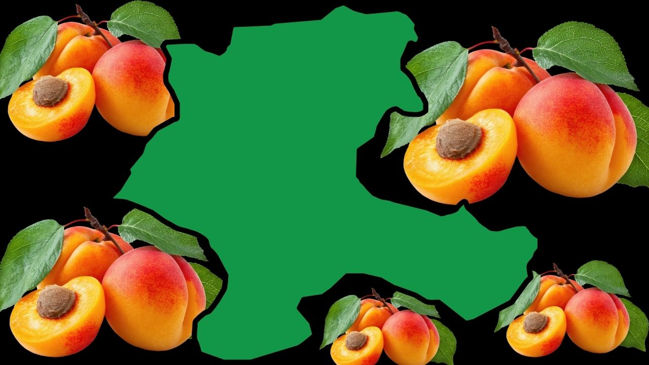 Malatya Kayısısında Öyle Bir Mucize Var Ki! Bilimsel Araştırma Sırrı Çözdü (1) Malatyahaber