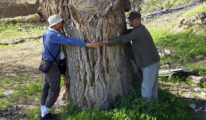 Malatya’da 250 Yıl Gizli Kaldı! O Ağaç Için Tescil Süreci Başlıyor (3)