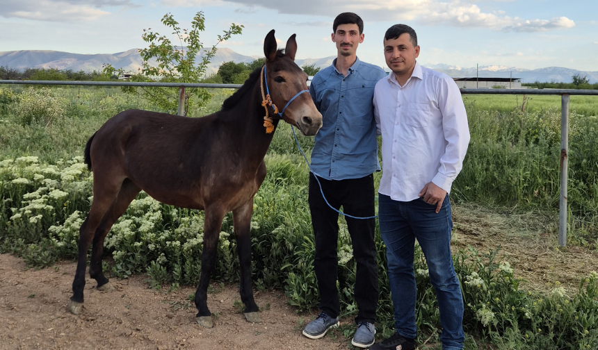Malatya’da Firari Katır, Korucunun Dikkati Sayesinde Bulundu! (1)