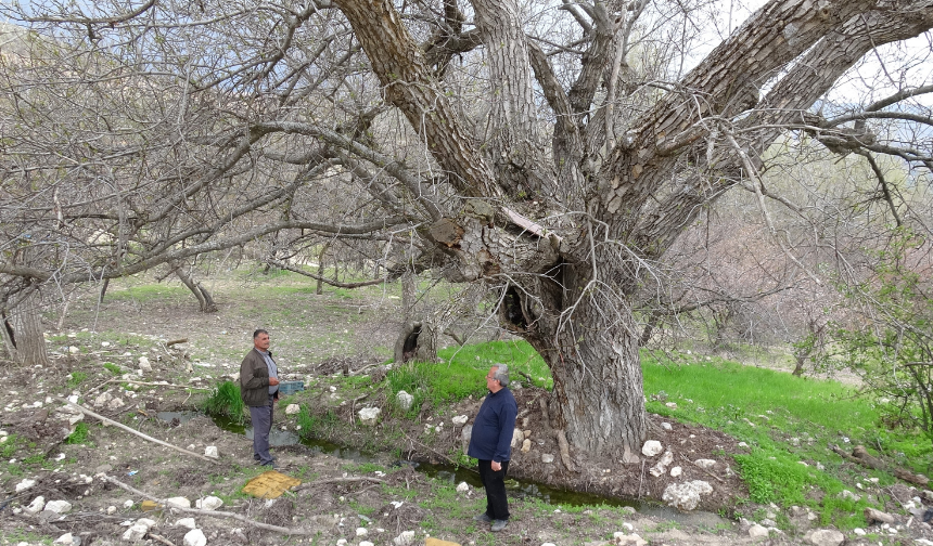Malatya’da O Ağaç 270 Yıldır Ayakta! Dev Anıtı Görenler Gözlerine Inanamıyor (3) Malatyahaber