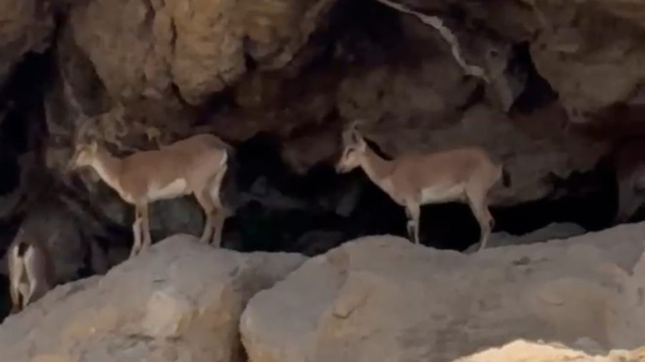 Malatya’nın Dağlarında Yer Çekimine Meydan Okuyorlar (1) Malatyahaber-1