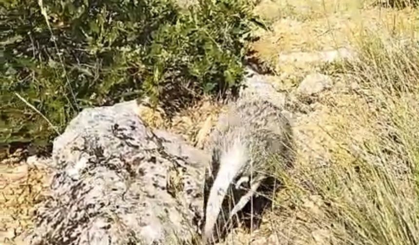 Dünyanın En Korkusuz Hayvanı Malatya’da Ortaya Çıktı! O Vatandaş Kendini Nasıl Savundu (1)