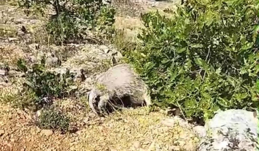 Dünyanın En Korkusuz Hayvanı Malatya’da Ortaya Çıktı! O Vatandaş Kendini Nasıl Savundu (3)