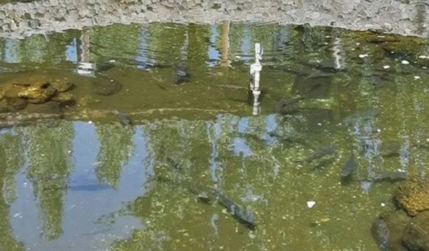 Malatya’da Ölen Balıklar Için Tören Düzenleyen Köyü Duydunuz Mu (4)