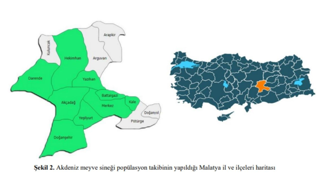 Malatya’nın 8 Ilçesi Iki Yıl Boyunca Gizlice Izlendi Dünyanın Gözbebeği Kayısıya Büyük Tehdit! (1) Malatyahaber