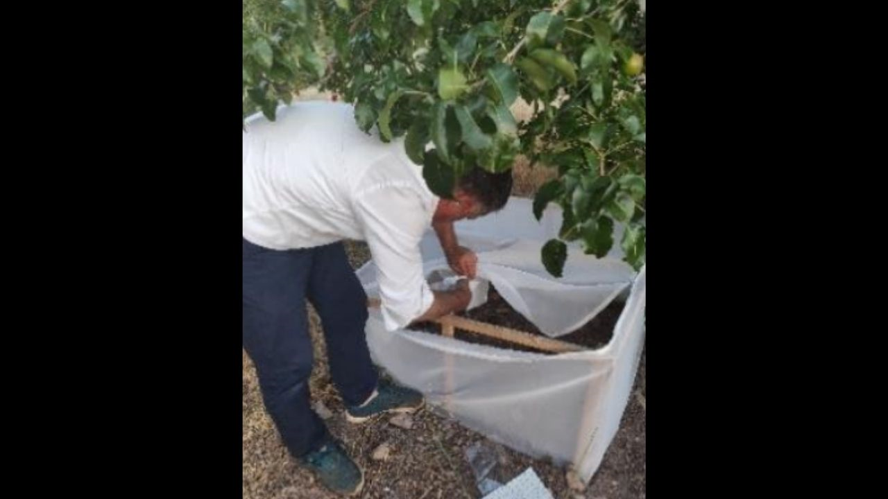 Malatya’nın 8 Ilçesi Iki Yıl Boyunca Gizlice Izlendi Dünyanın Gözbebeği Kayısıya Büyük Tehdit! (2) Malatyahaber