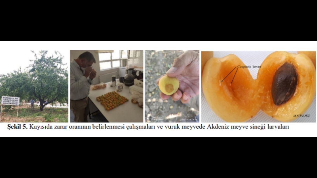 Malatya’nın 8 Ilçesi Iki Yıl Boyunca Gizlice Izlendi Dünyanın Gözbebeği Kayısıya Büyük Tehdit! (3) Malatyahaber