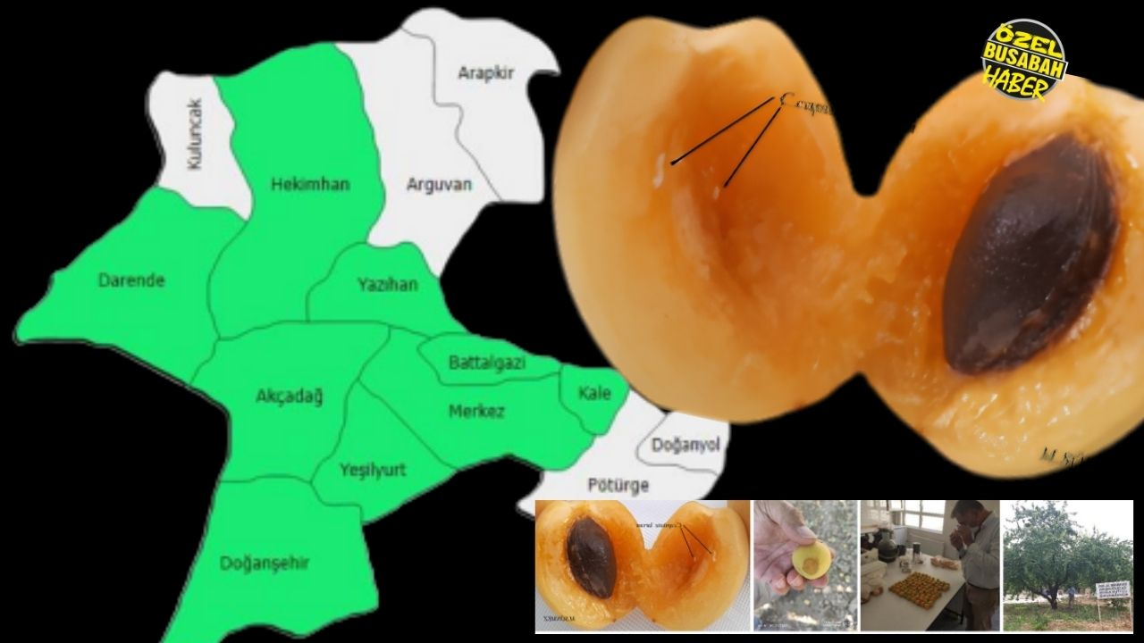 Malatya’nın 8 Ilçesi Iki Yıl Boyunca Gizlice Izlendi Dünyanın Gözbebeği Kayısıya Büyük Tehdit! (5) Malatyahaber