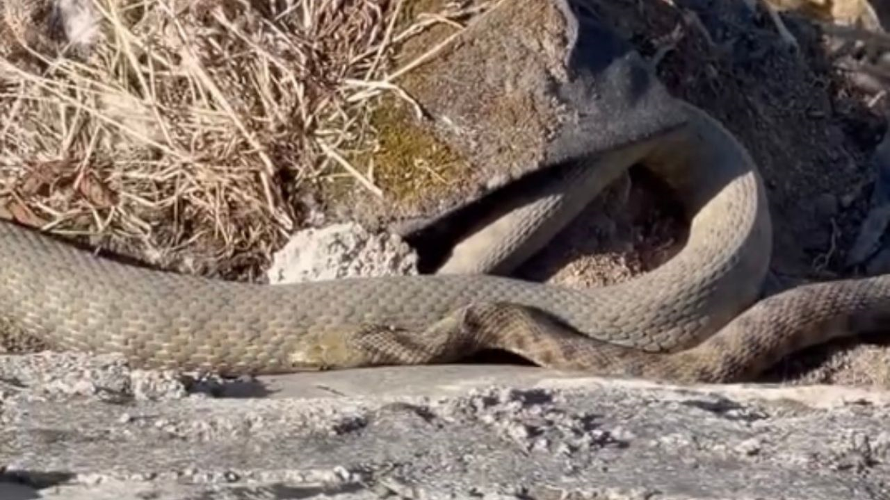Malatya’yı Yılanlar Mı Bastı Bu Defa O Ilçede Iki Tane Birden Çıktı (2) Malatyahaber
