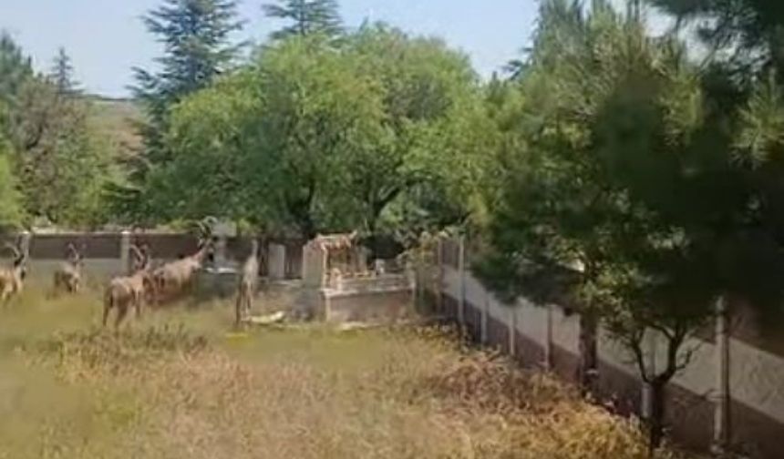 Nesli Tükenme Tehlikesindeydi! Sürü Halinde Görüntülendiler (1)
