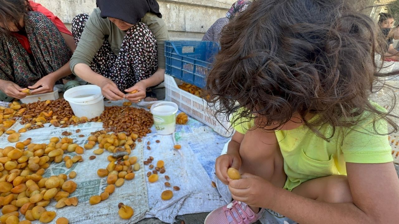 Geçen Yıl Zirai Don, Bu Yıl Ceza Korkusu! Malatya’da ‘Patik’ Yapmak Yasaklandı Mı (1)