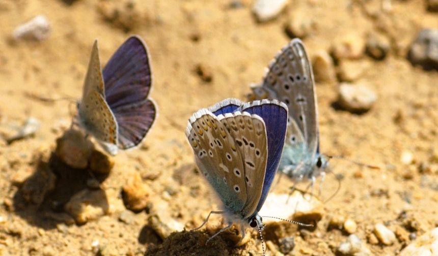 Malatya Dağlarında Kanatlı Hazine Alarmı Kelebek Avcıları Şehrin Zirvelerinde! (2)