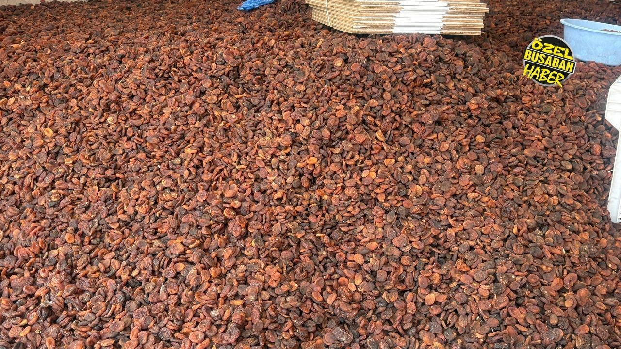 Malatya Kayısı Fiyatlarında Tepki Büyüyor! Çiftçinin Alın Terini Beleşe Yem Ettirmeyeceğiz! (6)-1